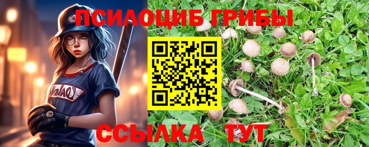 Псилоцибиновые грибы мицелий Норильск